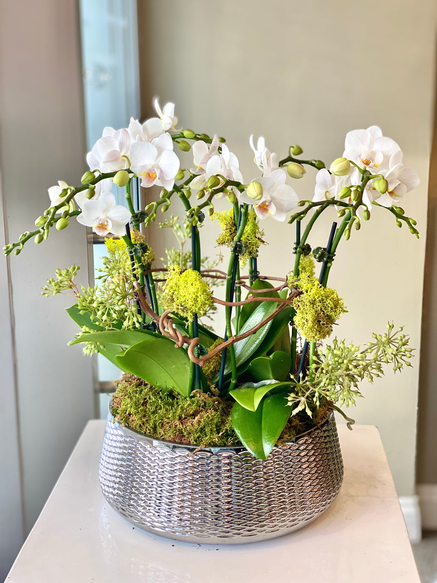 Orchid Arrangement in Glass Vase with Moss – Creative Displays and Designs  inc