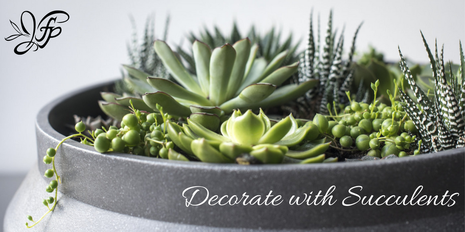 How to Decorate with Succulents?