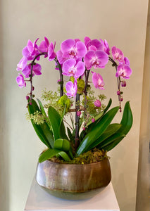 P71 - Elegant Orchid Arrangement - Flowerplustoronto
