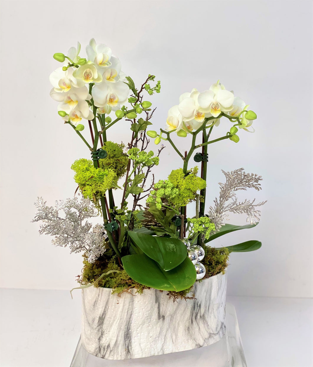 HP21- Holiday Orchid Plants - Flowerplustoronto
