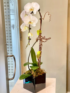 P32 - Modern White Orchid Plant - Flowerplustoronto