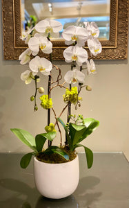 P94 - Modern Chic Phalaenopsis Orchid Planting - Flowerplustoronto