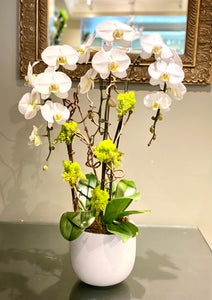 P63 - Modern Chic Phalaenopsis Orchid Plants in Round White Planter - Flowerplustoronto