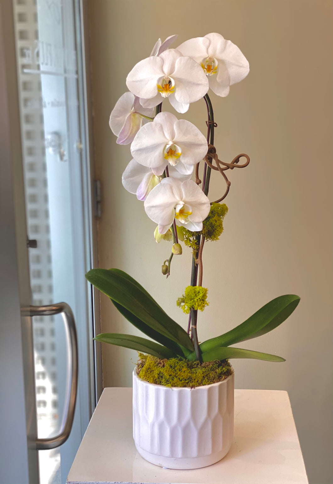 P92 - Classic White Orchid Plant - Flowerplustoronto