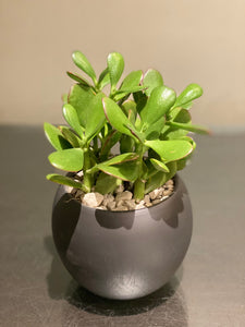 P81 - Jade Succulent in Round Ceramic Planter - Flowerplustoronto