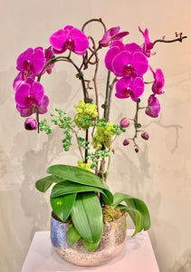 P62 - Elegant Purple Orchid Arrangement - pink or purple orchid, depending on availability - Flowerplustoronto