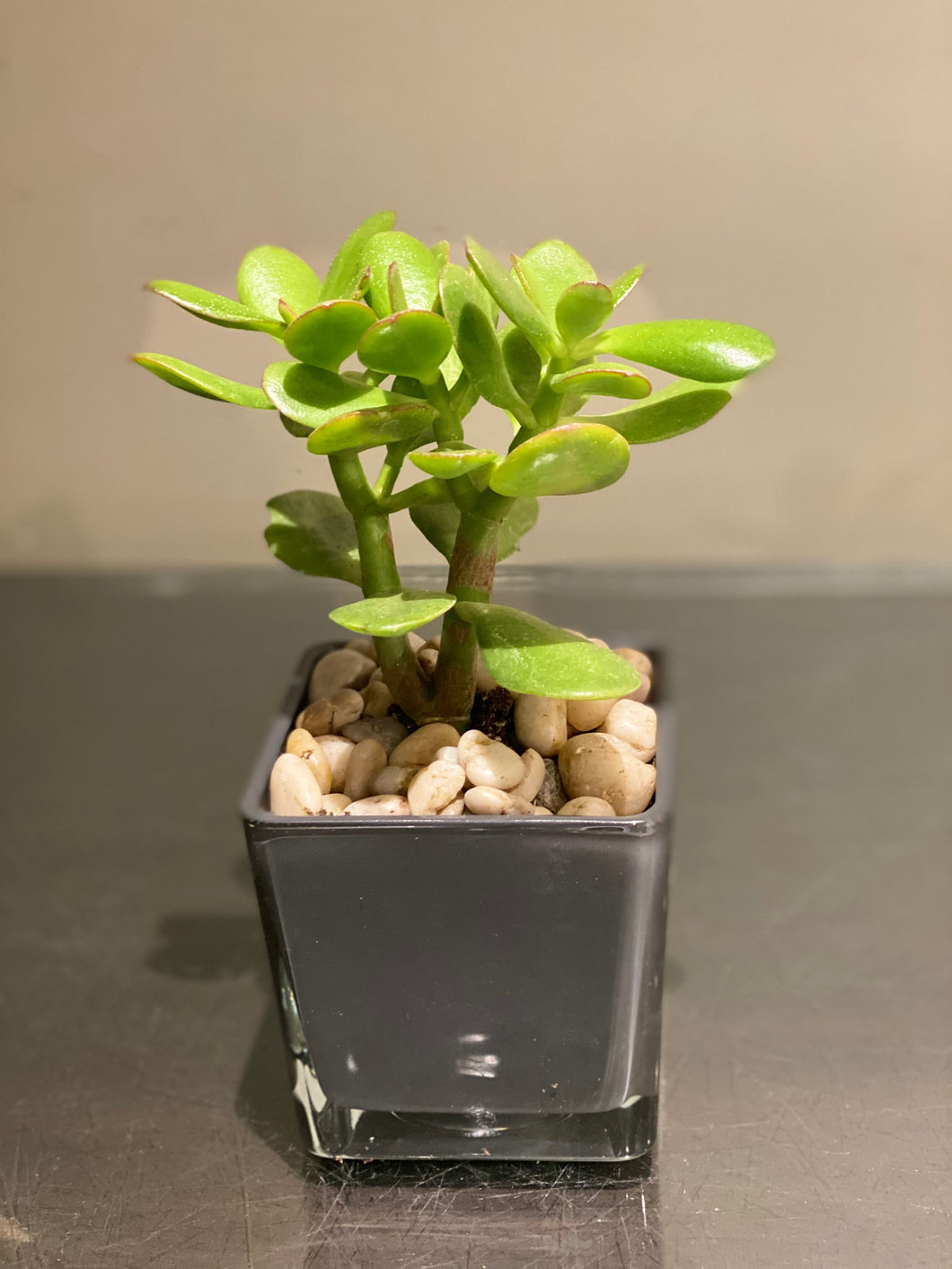 P82 - Jade Succulent in Grey Glass Planter - Flowerplustoronto