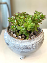 Load image into Gallery viewer, P112 -  Mini Jade Succulents set in Footed Glazed Ceramic Planter - Flowerplustoronto
