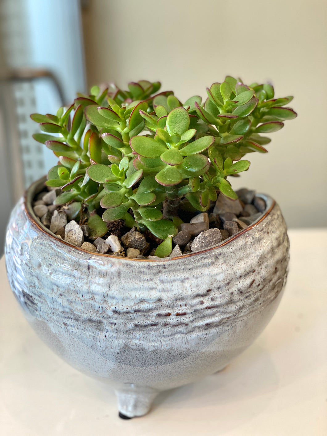 P112 -  Mini Jade Succulents set in Footed Glazed Ceramic Planter - Flowerplustoronto
