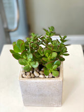 Load image into Gallery viewer, P113 -  Mini Jade Succulents set in Glazed Ceramic Planter - Flowerplustoronto
