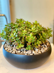 P119 -  Mini Jade Succulents set in Matte Black Round Ceramic Planter - Flowerplustoronto