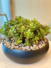 Load image into Gallery viewer, P119 -  Mini Jade Succulents set in Matte Black Round Ceramic Planter - Flowerplustoronto
