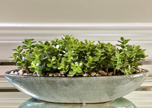 P120 -  Mini Jade Succulents set in Glazed Elliptical Ceramic Planter - Flowerplustoronto