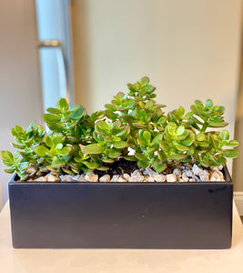 P143-  Mini Jade Succulents set in Matte Black Rectangular Ceramic Planter - Flowerplustoronto