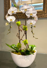 Load image into Gallery viewer, P64 - Modern Chic Phalaenopsis Orchid Planting - Flowerplustoronto
