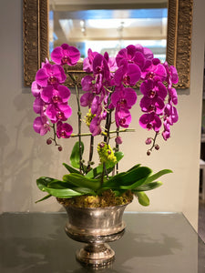 P43 - Luxurious Orchid Arrangement -Orchid colour depending on availability - white, pink, purple or mixed colours) - Flowerplustoronto