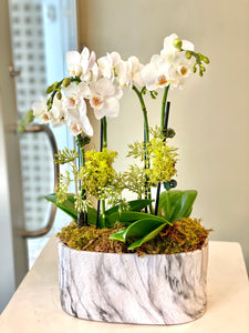 P45 -  Delicate Mini White Orchid Arrangement - Flowerplustoronto