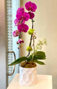P165 - Contemporary Purple Orchid Plant - Substituting for pink orchids - Flowerplustoronto