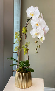 P36 - Modern White Orchid Plant - Flowerplustoronto