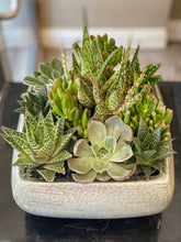 Load image into Gallery viewer, P131 - Succulents in a Flat Square Ceramic Planter - Flowerplustoronto
