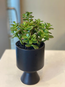 P88 - Mini Jade in Small, Modern Footed Planter - Flowerplustoronto