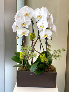 P4 - Elegant White Orchid Arrangement - Flowerplustoronto