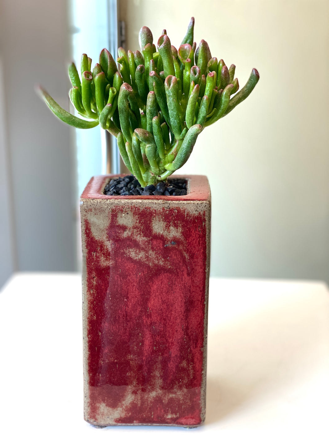 P181 - Finger Jade Succulent in Tall Glazed Planter - Flowerplustoronto