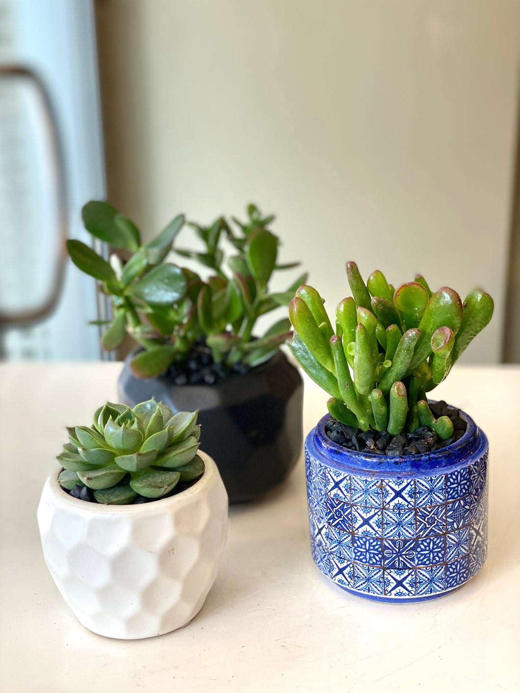 P179 - A Collection of Three Different Succulents set in Assorted Planters - Flowerplustoronto