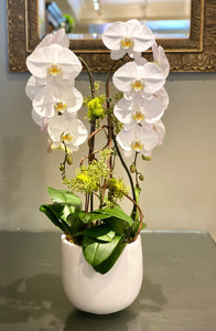 P191 - Modern Chic Phalaenopsis Orchid Planting - Flowerplustoronto