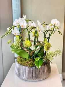 P135 - Modern Mini Orchid Arrangement in Silver Glass Planter - Large Size - Flowerplustoronto