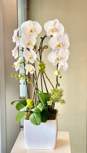 P192 - Modern Chic Phalaenopsis Orchid Planting - Flowerplustoronto