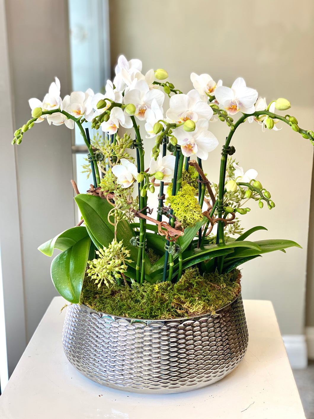 P135 - Modern Mini Orchid Arrangement in Silver Glass Planter - Large Size - Flowerplustoronto