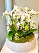 Load image into Gallery viewer, P195 - Modern Mini Orchid Arrangement in Concrete Planter - Flowerplustoronto
