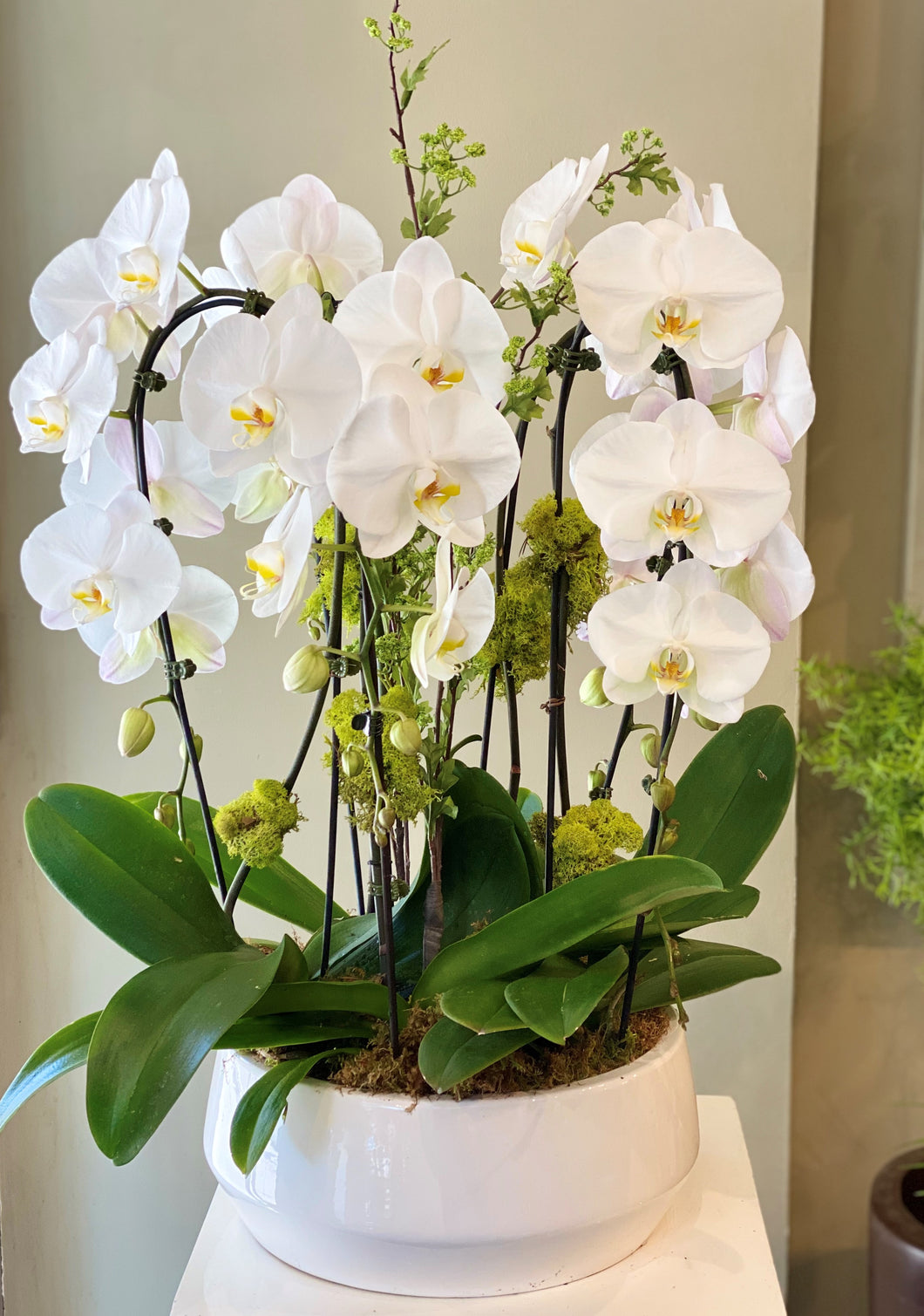 P57- Modern Orchid Arrangement in white planter - Flowerplustoronto