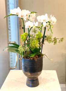 P261 - Modern Mini White Orchid Plant