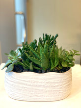 Load image into Gallery viewer, P142 - Succulents in Oval Ceramic Planter
