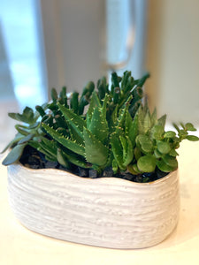 P142 - Succulents in Oval Ceramic Planter