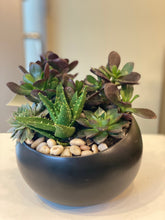 Load image into Gallery viewer, P80 - Succulents in Black Round Ceramic Planter - Medium Size - Black planter sold out, substituting white
