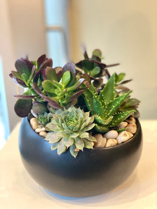 P80 - Succulents in Black Round Ceramic Planter - Medium Size - Black planter sold out, substituting white