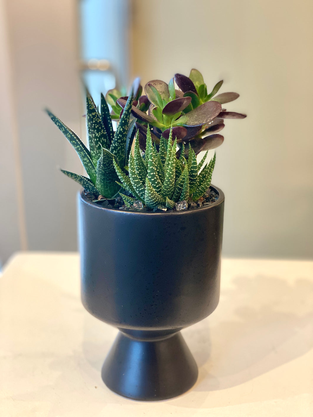 P127- Succulents in Small Modern Footed Planter