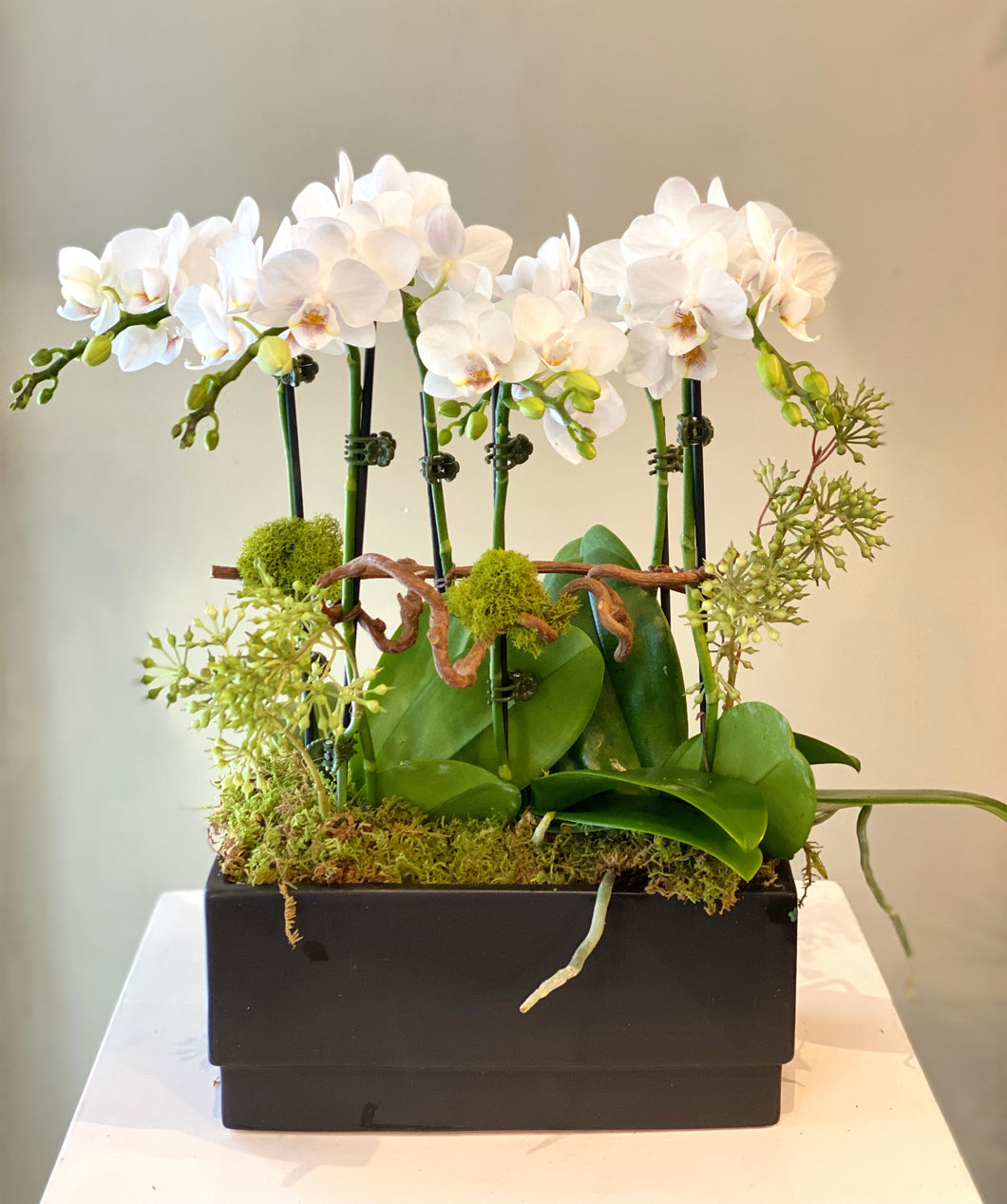 P70 -  Modern Mini White Orchid Arrangement (white orchid variety based on availability)