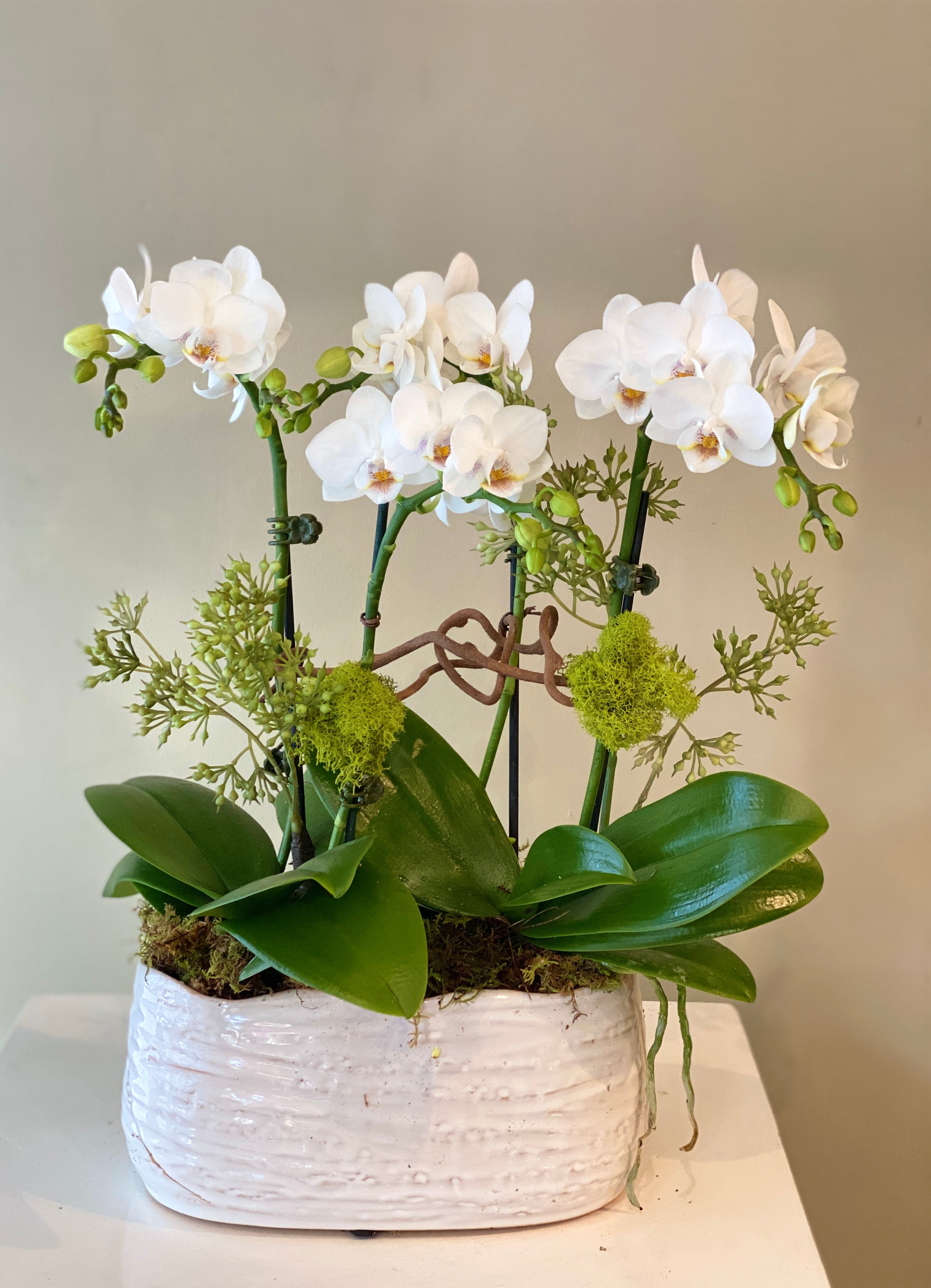 White Orchid with soil moss base – Blanc Box