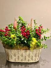 Load image into Gallery viewer, HP9 - Amaryllis Plants - Flowerplustoronto
