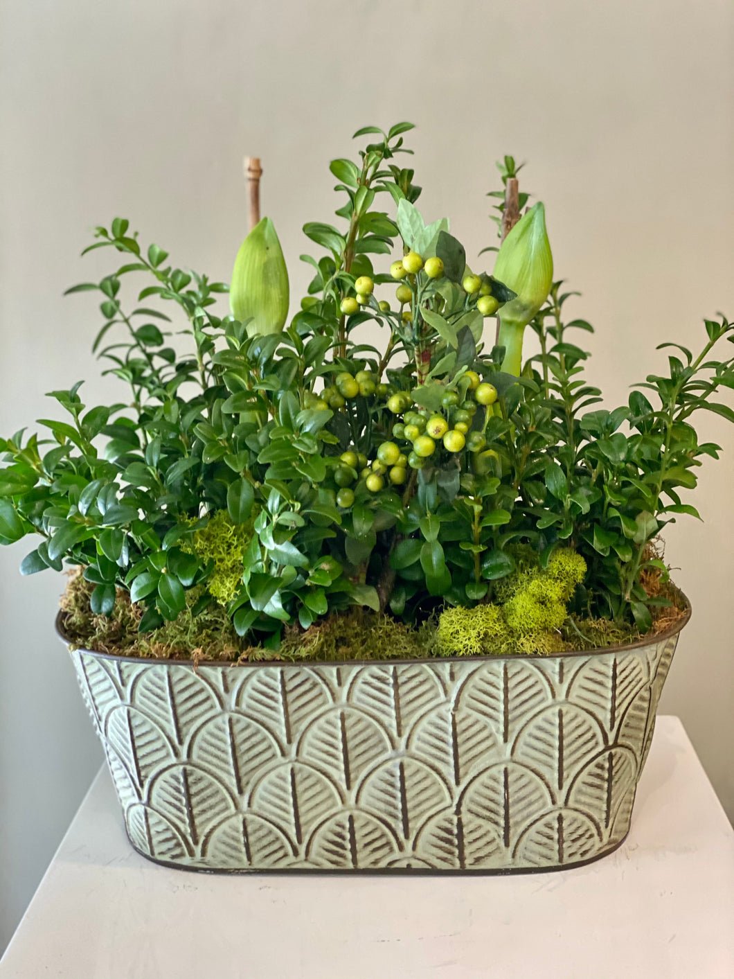 HP11 - Amaryllis Plants accented with Green Berries - Flowerplustoronto