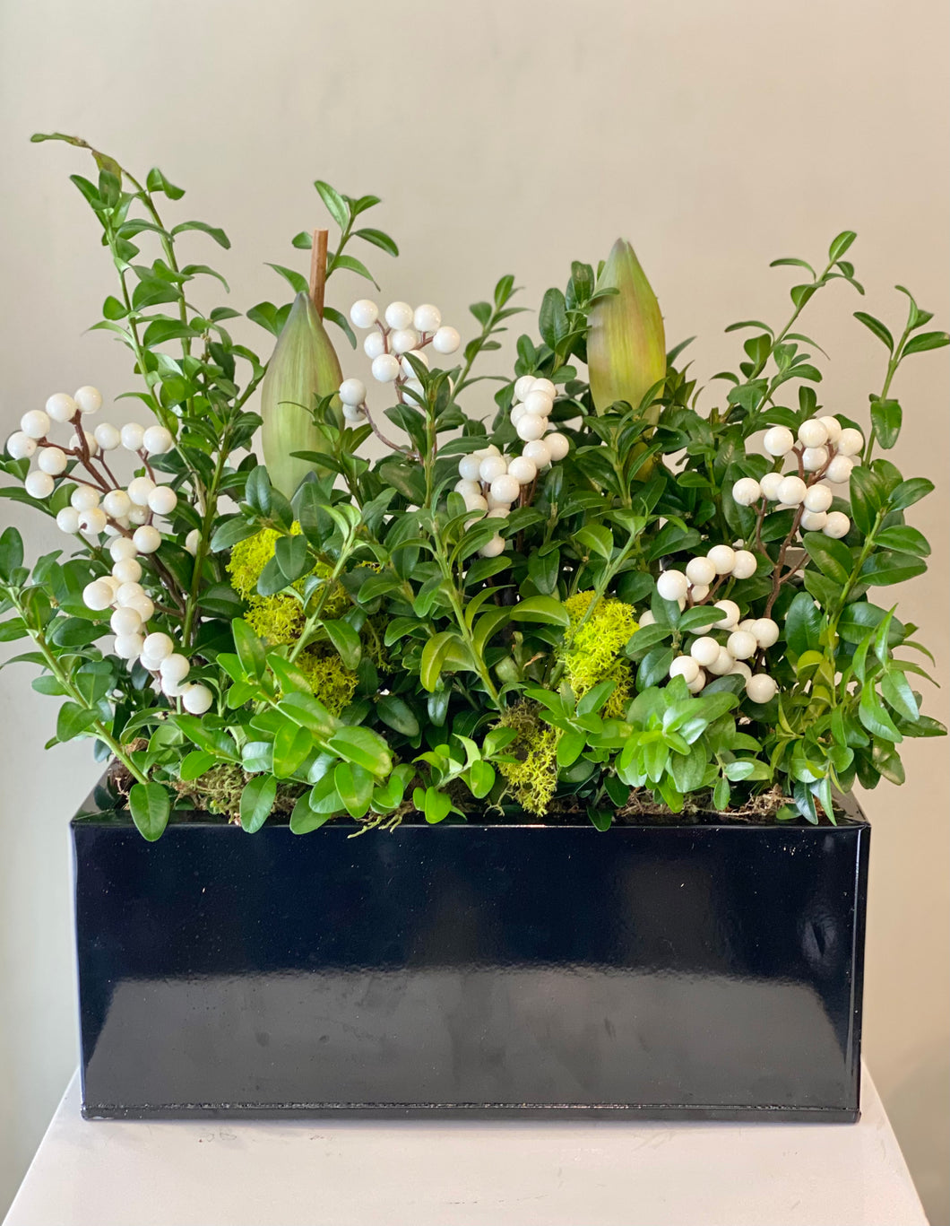 HP12 - Amaryllis Plants accented with White Berries - Flowerplustoronto