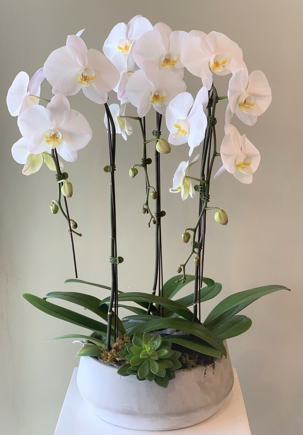 P40 - Modern Orchid Arrangement in concrete planter - Flowerplustoronto