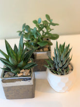 Load image into Gallery viewer, P48 - A Collection of Three Different Succulents set in Assorted Planters (Planters may vary) - Flowerplustoronto
