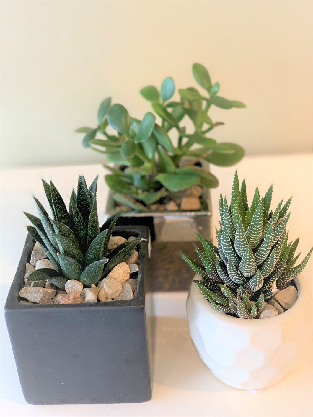 P48 - A Collection of Three Different Succulents set in Assorted Planters (Planters may vary) - Flowerplustoronto