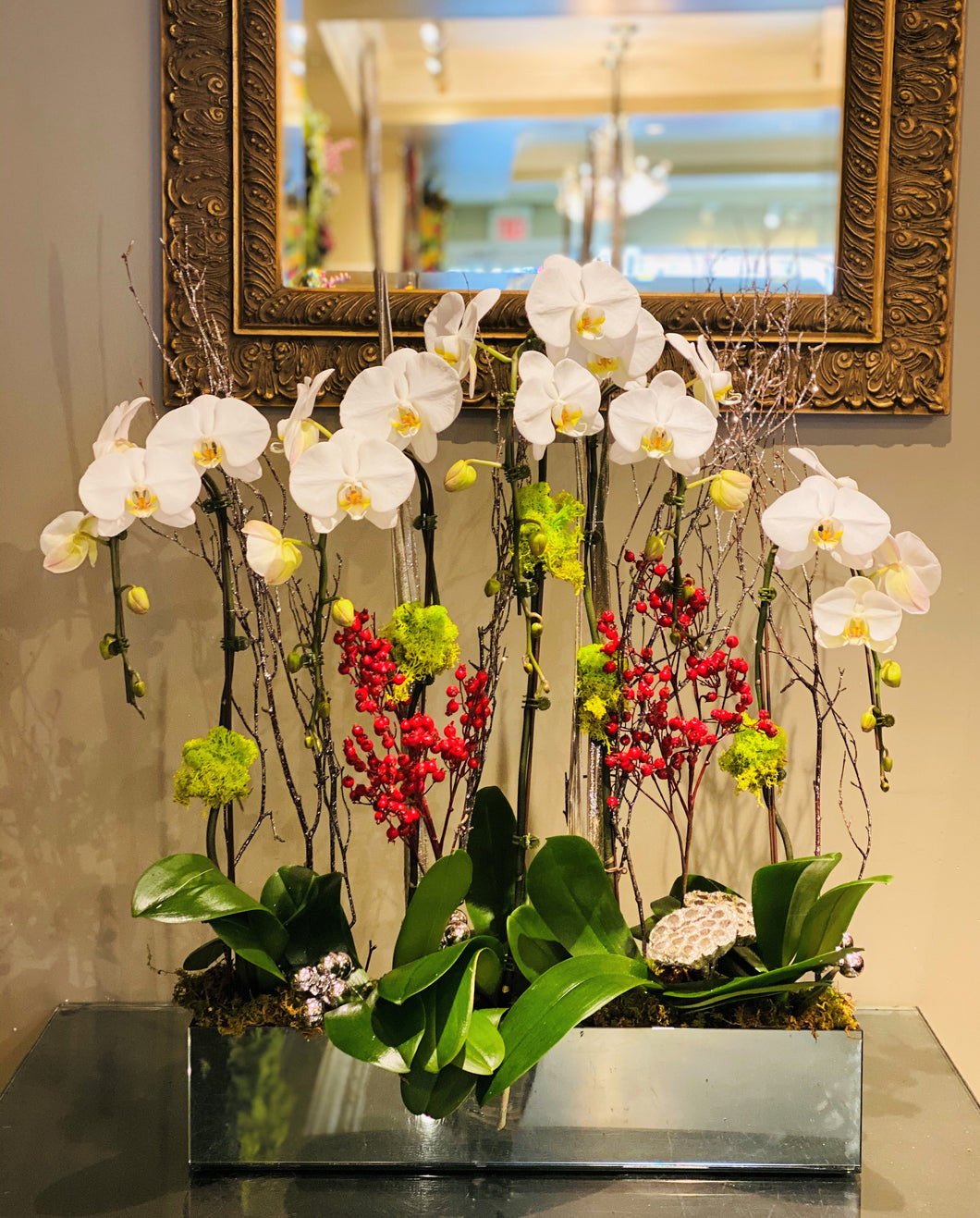 HP8- Orchid Plants - Flowerplustoronto