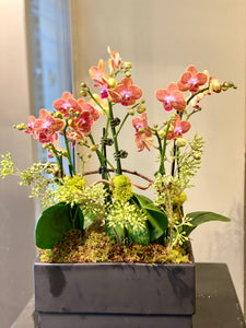 P20 -  Mini Orange Orchid Arrangement